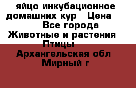 яйцо инкубационное домашних кур › Цена ­ 25 - Все города Животные и растения » Птицы   . Архангельская обл.,Мирный г.